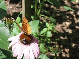JasonRiedy-Butterfly_and_bee_sharing_a_meal-Wikimedia
