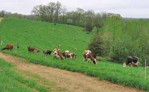 the_thickie_cows