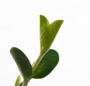 young plant