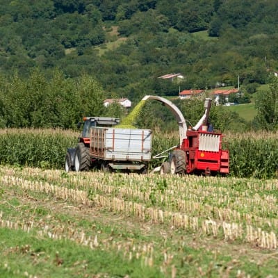 corn harvest mono crop 123RF