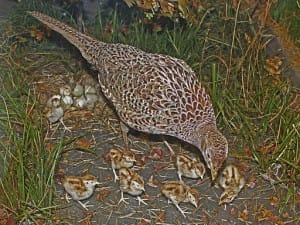 pheasant