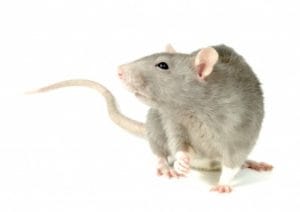 rat 123rf