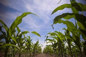 In_the_corn_field