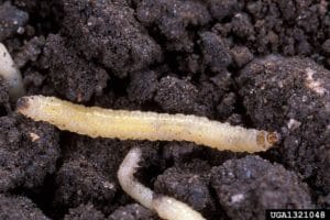 rootworm