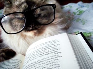 reading cat