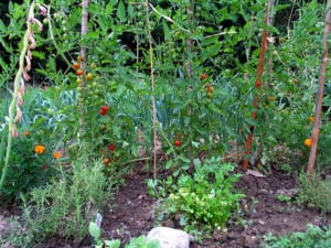 veggie garden