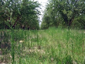 Almond Orchard