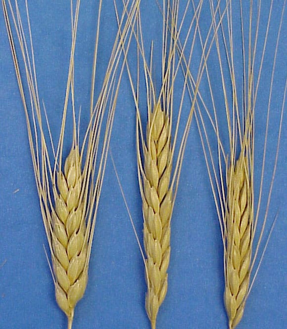 Isolated Versus Natural Organics Isolated Versus Natural Organics