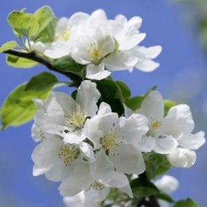 apple blossom