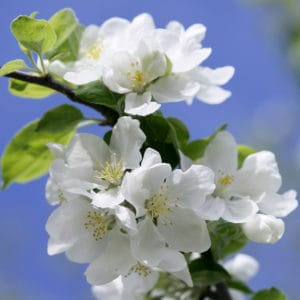 apple blossom 