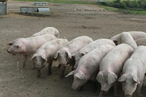 Pigs_ready_for_feeding