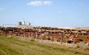 640px-Feedlot