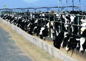 NRCSAZ02094_feedlot