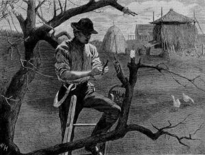 Spring_Farm_Work_--_Grafting