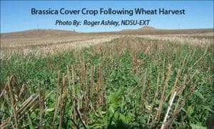 nrcs cover crop