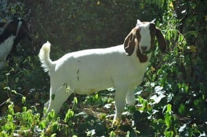 Goat_Grazing