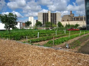 North_view_of_a_Chicago_urban_garden