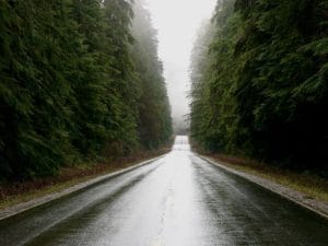 Old_Growth_Forest_along_US_101_in_Washington