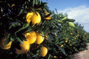 citrus groves_nrcs