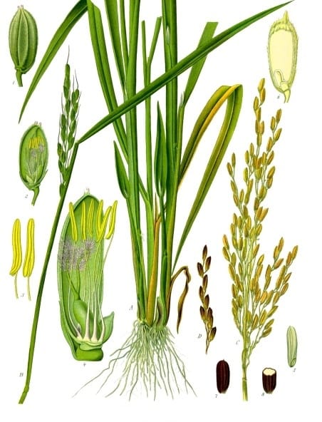 Newly Discovered Rice Gene Goes to the Root of Drought Resistance ...