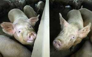 HOGS