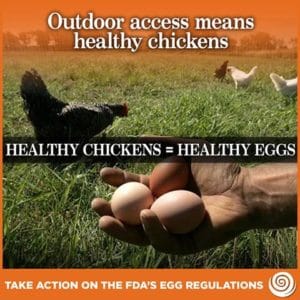 outdoor access means healthy chickens