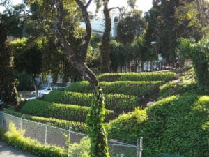1024px-Hayes-Valley-Farm_by_Zoey-Kroll_fava-hillside