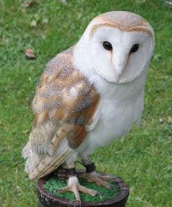 Barn_Owl