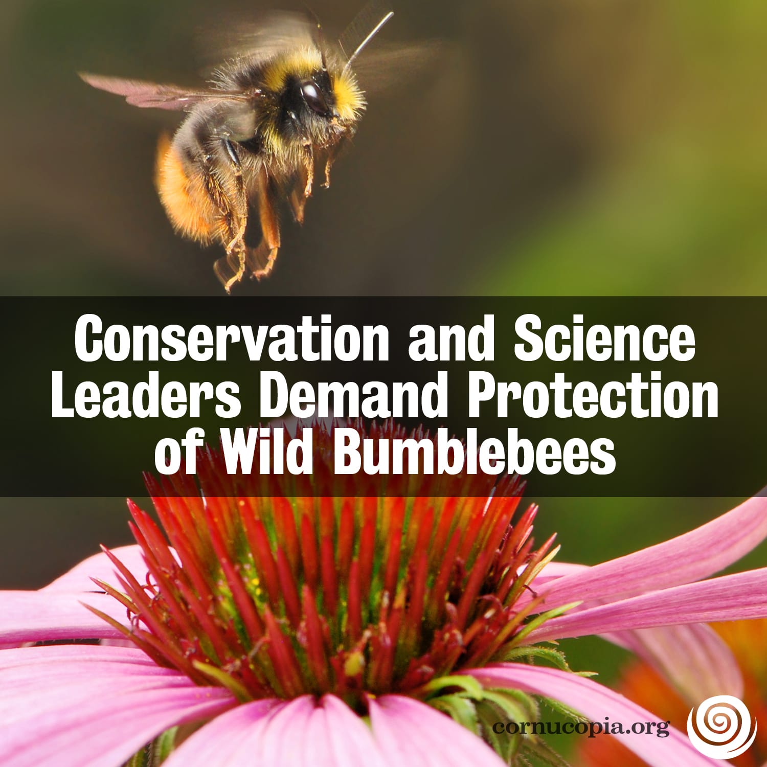 Bumblebees Getting Stung Bad by Honeybee Sickness Cornucopia Institute