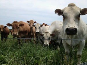 Manna Farms Piedmontese cattle