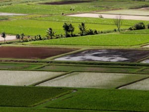 Taro_fields