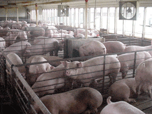 CAFO_hogs