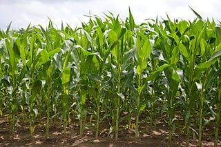 Ontario Corn Field