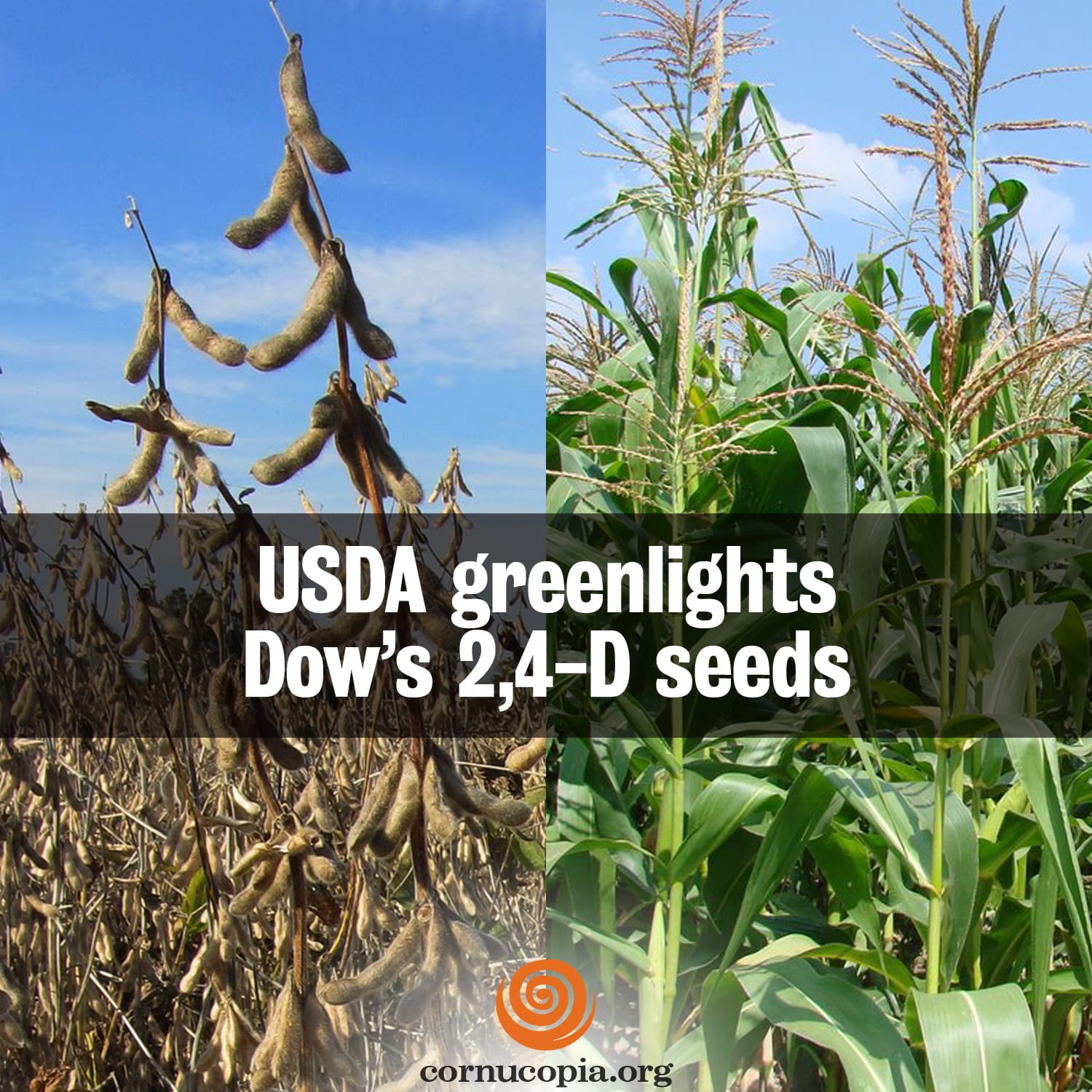 Usda Greenlights Dow S 2 4 D Seeds Cornucopia Institute