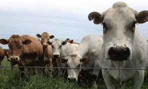 cows.pasture