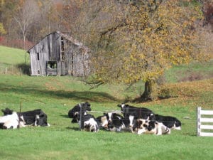 Kastel farm cows
