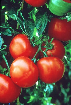 la-tomatoes-20120927