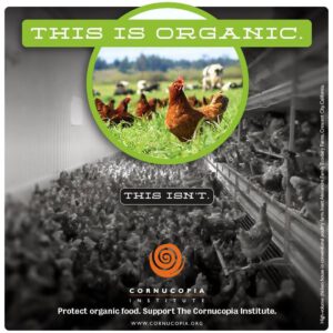 chicken organic