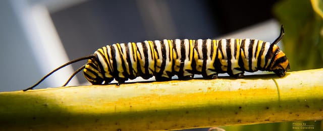 MonarchLarva BeauConsidine