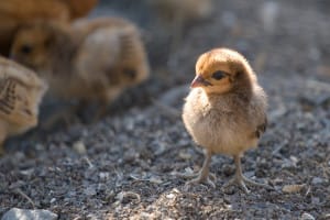 Ordering Baby Chicks Avoid These 16 Rookie Mistakes Cornucopia