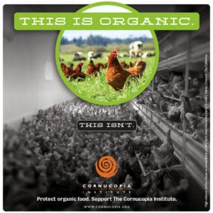 this-is-organic.chickens