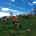 Source: Butterworks Farm Source: Butterworks Farm