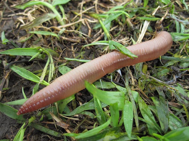Earthworms are Farmers' Friends - Cornucopia Institute