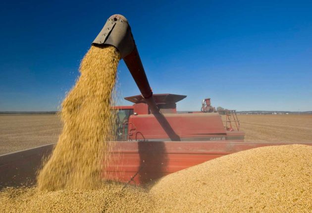 Soybean Harvest