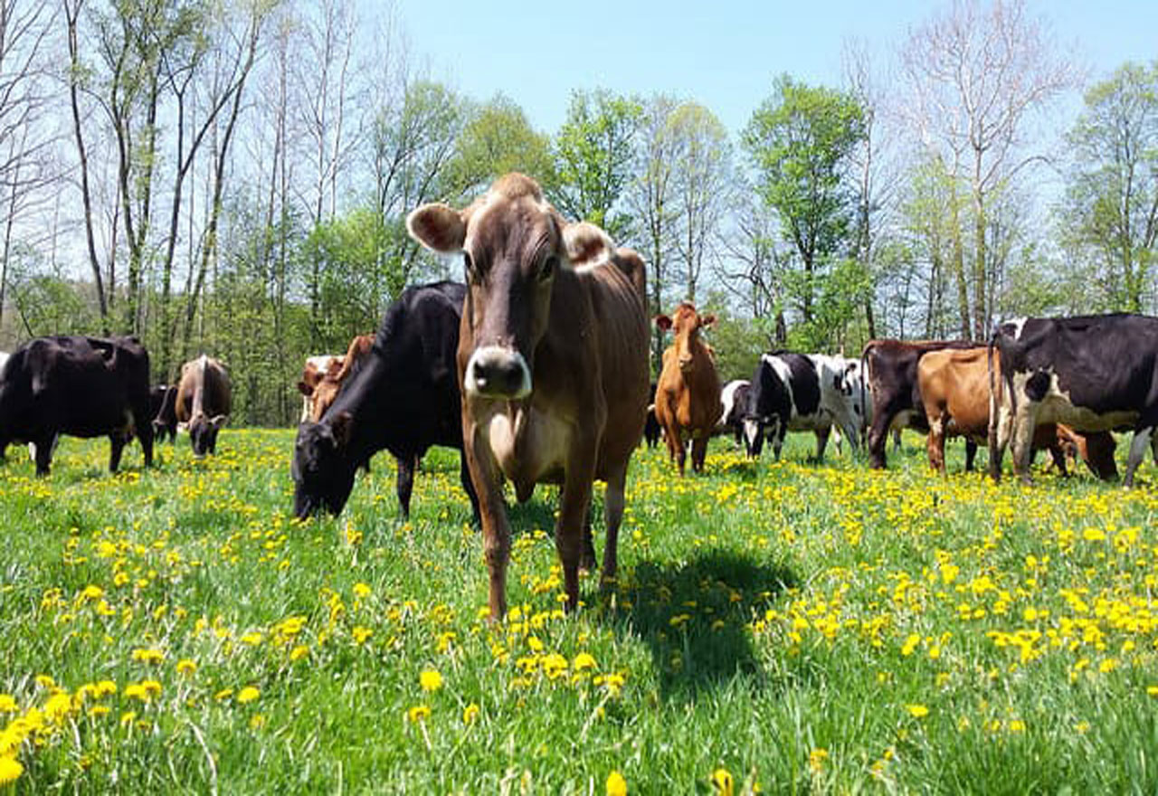 Cows standing in a pasture