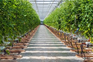 Hydroponic Greenhouse