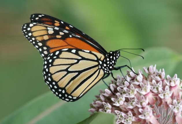 Monarch Butterfly on Milkweed