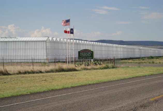 Village Farms Hydroponic Operation