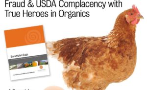 Organic Egg Research