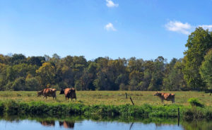 Truly Pasture-Raised - cattle in a pasture by a pond